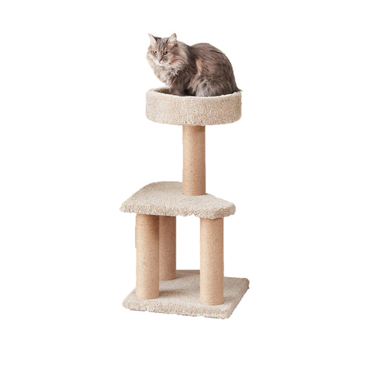 Amazon Basics - Torre mediana de árbol de actividades para gatos con poste para arañar (16 x 16 x 31 pulgadas)