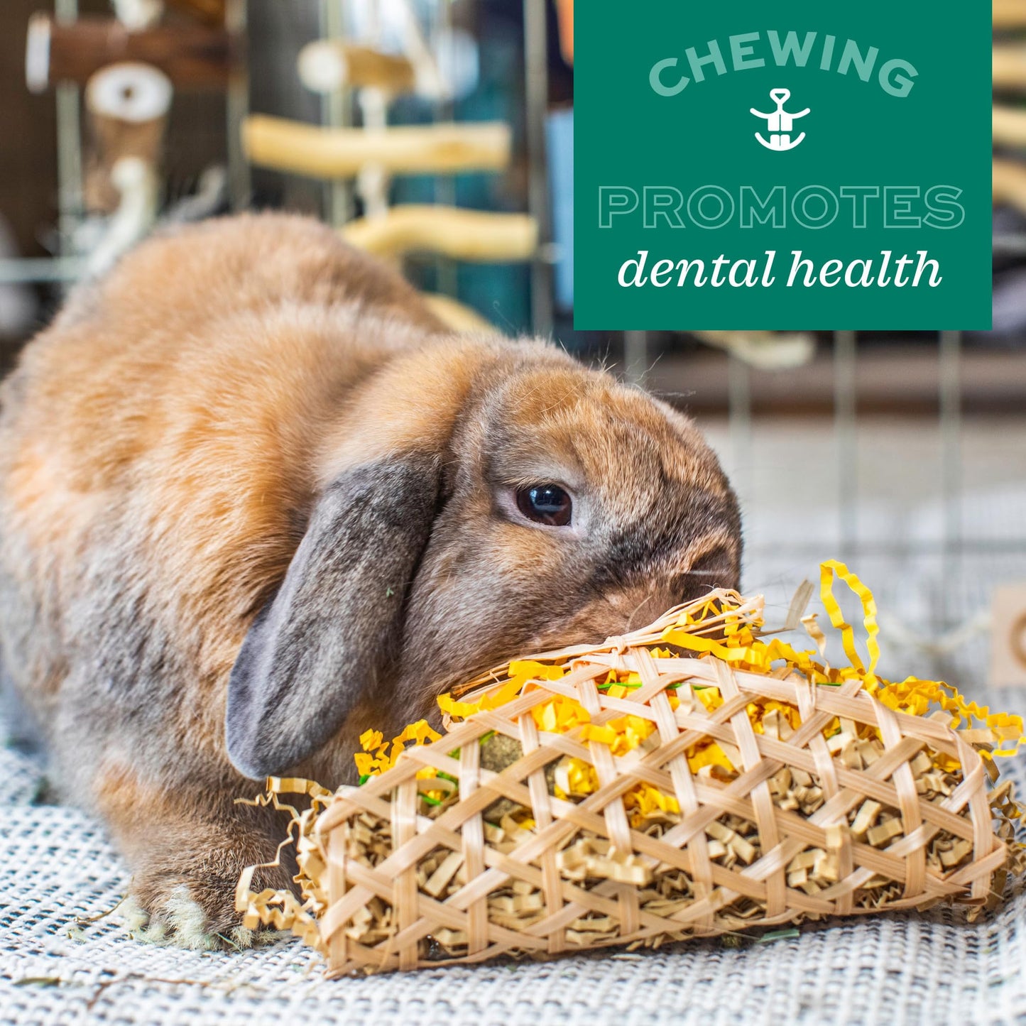 Oxbow Enriched Life Celebration Cupcake, Rabbit Toys, Guinea Pig Toys, Enrichment for Bunny, Hamster, Rabbit, Chinchilla, Rat, Chinchilla Cage Accessories, Guinea Pig Accessories for Cage