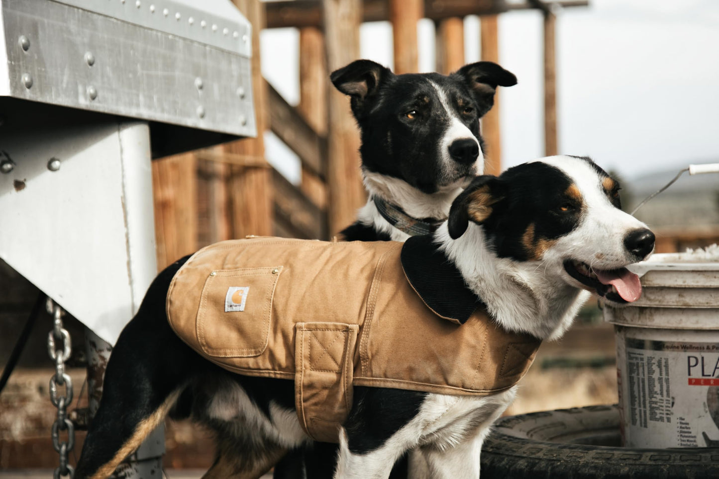 Carhartt Firm Duck Insulated Dog Chore Coat, Durable Weather Resistant Jacket for Cold and Windy Conditions, PFAS Free (Carhartt Brown), Small