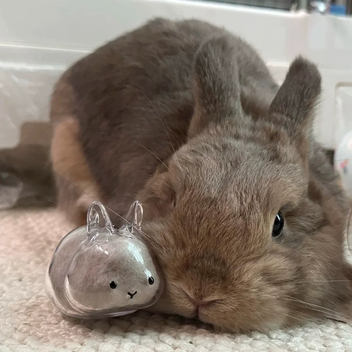 Botella de recuerdo de pelo de conejo transparente, cápsula de almacenamiento de pelo de mascota, llavero, regalo pensativo para amantes y propietarios de conejos
